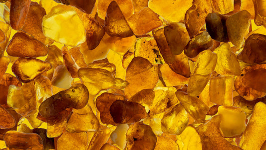 Baltic Amber Origin from Pine Tree Resin